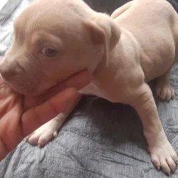 Puppy