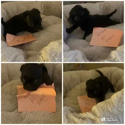 Pug puppies