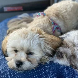 SHIHPOO PUPPIES