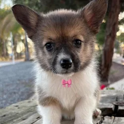 Pretty girl