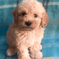 Precious boy Toy Poodle Puppy