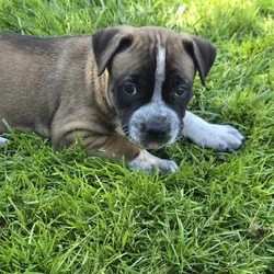 Mastiff/Dane/Pit/Lab mix puppies ❤️