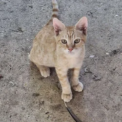 Kittens and cats looking for a good home.