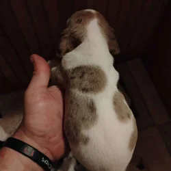 Dachshund/ Miniature Beagle Puppies