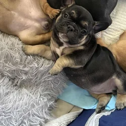 French Bull Dogs