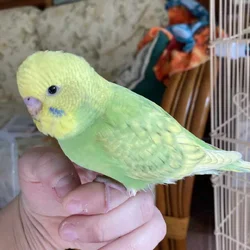 Hand Fed Budgies Available