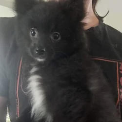 CKC 3 month old Pomeranian Puppies for sale
