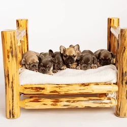French Bulldogs