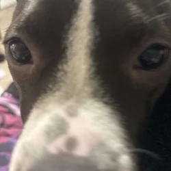 willow urgently needs a home!