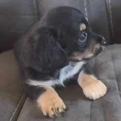 Long haired Chihuahua Mix Puppy seeks forever home