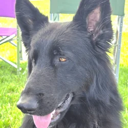 AKC Long Coat German Shepherd