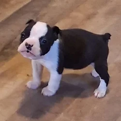 Boston Terrier puppies for sale