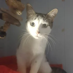 Wilma