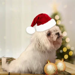 Maltese