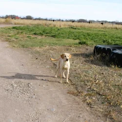 AKC Hunting Lab