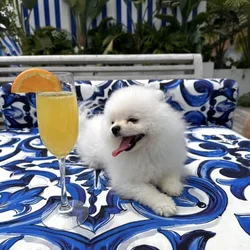 Toy Pomerianian needs new home