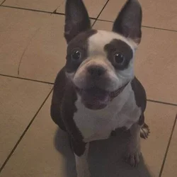 Boston terrier female