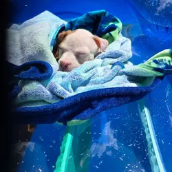 American Pit Bull Puppies