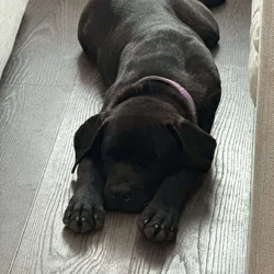 Female cane corso puppy for sale