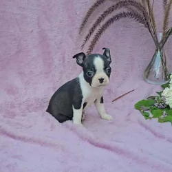 Boston puppy Lilac