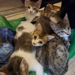4 twelve week old kittens ready for rehoming