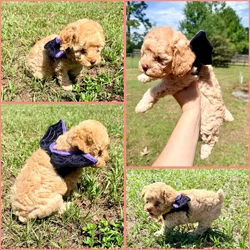 Toy poodles