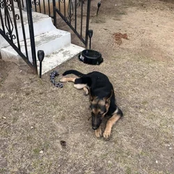 Rehome Puppy, maybe German Shephard mix