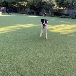 Aspen Needs to Find a New home