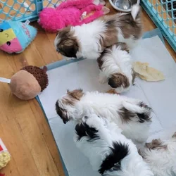 Shi Poo Bichon Puppies
