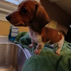 Dachschund puppies mini