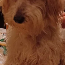cockapoo red female 11 months old
