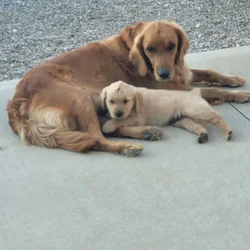 Golden Retriever puppies