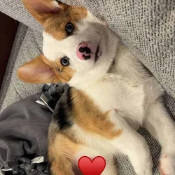 12 month old ready-to-breed Corgi pair!
