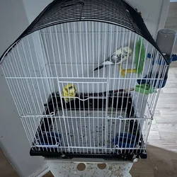 For Sale: 2 Budgies (Pair) – Columbus/Westerville,