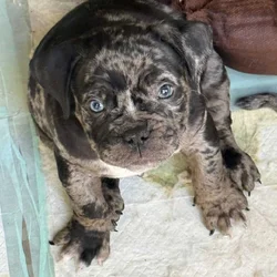 American Bully x English Bulldog Puppies – Unique