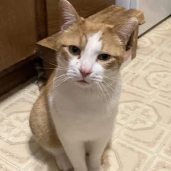 Lovely Garfield for Adoption