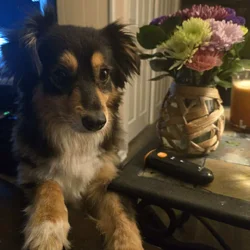 Free mini Australian shepherds
