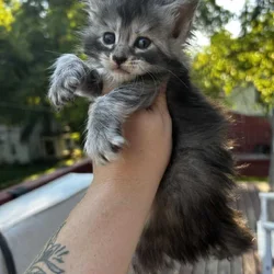 Maine Coon Kittens (Full Moon MCC)