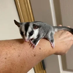 Sugar Glider Joey Baby