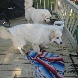 2 yr old Great Pyrenees brothers 3% wolf