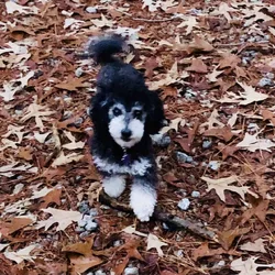 Charlee - Phantom Stud