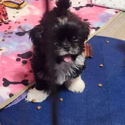 AKC Shih Tzus