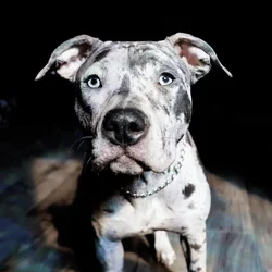 3 Year Old (Female) Bully/Pitt