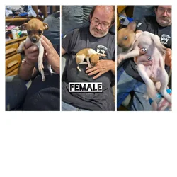 Males & females puppies
