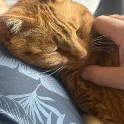 Handsome laid back and sweet tabby.