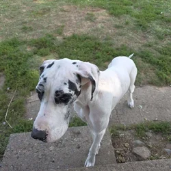 Mastiff/Great Dane