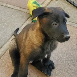 Belgian malinois 9 available