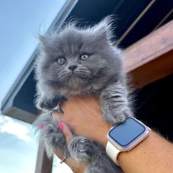 Persian Kittens