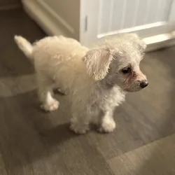 Maltipoo Chihuahua Puppy