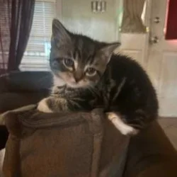 *8 WEEK OLD KITTENS